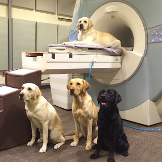 dogs sitting on MRI